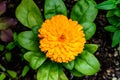 One vivid orange flower of Calendula officinalis plant, known as pot marigold, ruddles, common or Scotch marigold in a sunny summe Royalty Free Stock Photo