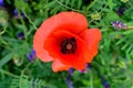 One vivid red poppy flower with small water drops and blurred green grass in a sunny summer garden, beautiful outdoor floral Royalty Free Stock Photo