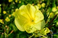 One vivid yellow flower and green leaves of Oenothera plant, commonly known as evening primrose, suncups or sundrops, in a garden Royalty Free Stock Photo