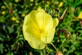 One vivid yellow flower and green leaves of Oenothera plant, commonly known as evening primrose, suncups or sundrops, in a garden