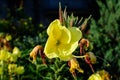 One vivid yellow flower and green leaves of Oenothera plant, commonly known as evening primrose, suncups or sundrops, in a garden Royalty Free Stock Photo