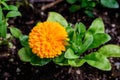 One vivid yellow orange flower of Calendula officinalis plant, known as pot marigold, ruddles, common or Scotch marigold in a Royalty Free Stock Photo