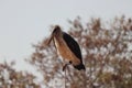 One Vultures sitting on branch in chobe national park in botswana in africa.