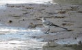 Wagtail bird on river coast, Lithuania