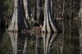 One Waking Nutria Royalty Free Stock Photo