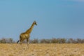 One walking male giraffe, savanna with bushes, blue sky Royalty Free Stock Photo