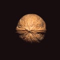 One walnut on dark background