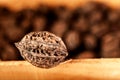 One walnut in the foreground against the background of numerous wild walnuts. soft focus Royalty Free Stock Photo