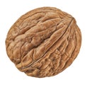 One Walnut isolated closeup in shell as package design element collection on white background. Walnut macro with clipping path Royalty Free Stock Photo