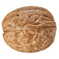 One Walnut isolated closeup in shell as package design element collection on white background. Walnut macro with clipping path Royalty Free Stock Photo