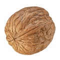 One Walnut isolated closeup in shell as package design element collection on white background Royalty Free Stock Photo