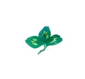 One watercolor cute green leaf of a clover hand drawn. Irish Day of Patrick