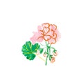 One watercolor cute pink geranium with green leaf hand drawn. Spring flower illustration Royalty Free Stock Photo