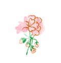 One watercolor cute pink geranium hand drawn. Spring flower illustration Royalty Free Stock Photo