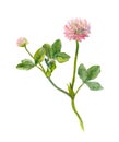 One watercolor painted pink clover flower,