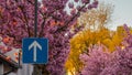 One way blue traffic sign with beautiful blossoming cherry trees in an urban environment on a city street in Ljubljana Royalty Free Stock Photo