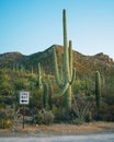 One way sign and cacti, Saguaro National Park, Arizona Royalty Free Stock Photo