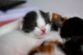 One-week-old baby kitten sleeping together with other small cats. Small baby kittens with white fur and black and brown spots. Royalty Free Stock Photo
