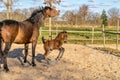 One week old dark brown foal gallops and jumps with her mother outside in the sun. mare with red halter. Warmblood, KWPN