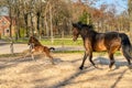 One week old dark brown foal gallops and jumps with her mother outside in the sun. mare with red halter. Warmblood, KWPN dressage