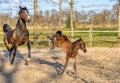 One week old dark brown foal gallops and jumps with her mother outside in the sun. mare with red halter. Warmblood, KWPN