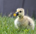 One week Old Gosling on the grass., mouth open, enjoying a bite of lunch.