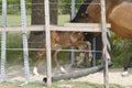 One week old mare foal is playing, she jumps over an obstacle, behind a fence, happy active brown foal