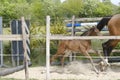 One week old mare foal is playing, she jumps over an obstacle, behind a fence, happy active brown foal