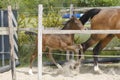 One week old mare foal is playing, she jumps over an obstacle, behind a fence, happy active brown foal