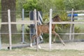 One week old mare foal is playing, she jumps over an obstacle, behind a fence, happy active brown foal