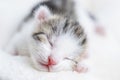 One week old small newborn kitten on a white background. Cute little gray kitten sleeping curled up on a blanket, close Royalty Free Stock Photo