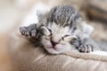 One week old small newborn kitten on a white background. Cute little gray kitten sleeping curled up on a blanket, close Royalty Free Stock Photo