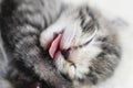 One week old small newborn kitten on a white background. Cute little gray kitten sleeping curled up on a blanket, close Royalty Free Stock Photo