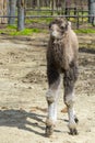 One week old two-humped camel foal in an enclosure Royalty Free Stock Photo