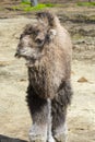 One week old two-humped camel foal in an enclosure Royalty Free Stock Photo