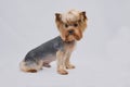 One well-groomed Yorkshire Terrier with a beautiful ponytail on top sits on a light isolated background Royalty Free Stock Photo