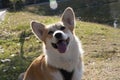 One Welsh Corgi dog stands outdoors on a automn day in the park Royalty Free Stock Photo