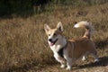 One Welsh Corgi dog stands outdoors on a automn day in the park Royalty Free Stock Photo