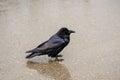 One wet black raven standing on ground in rain