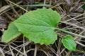 One wet green leaf of a wild plant on dry grass Royalty Free Stock Photo