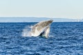 Two whales playing while breaching together in the ocean. Royalty Free Stock Photo