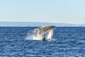 Two whales breaching together in the ocean. Royalty Free Stock Photo