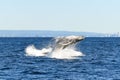 Splash down of whale`s breach as another whale breaches. Royalty Free Stock Photo