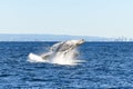 Two whales playing while breaching together in the ocean. Royalty Free Stock Photo