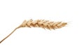 One wheat spikelet on the white