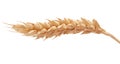 One wheat spikelet on the white