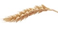 One wheat spikelet on the white