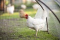 One white adult hen laying hen on summer day walks on the grass in rural yard