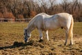 One white adult horse muzzle graze in meadow behind wooden fence, field in farm, portrait of horse stud, blurred forest background Royalty Free Stock Photo