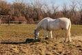 One white adult horse muzzle graze in meadow behind wooden fence, field in farm, portrait of horse stud, blurred forest background Royalty Free Stock Photo